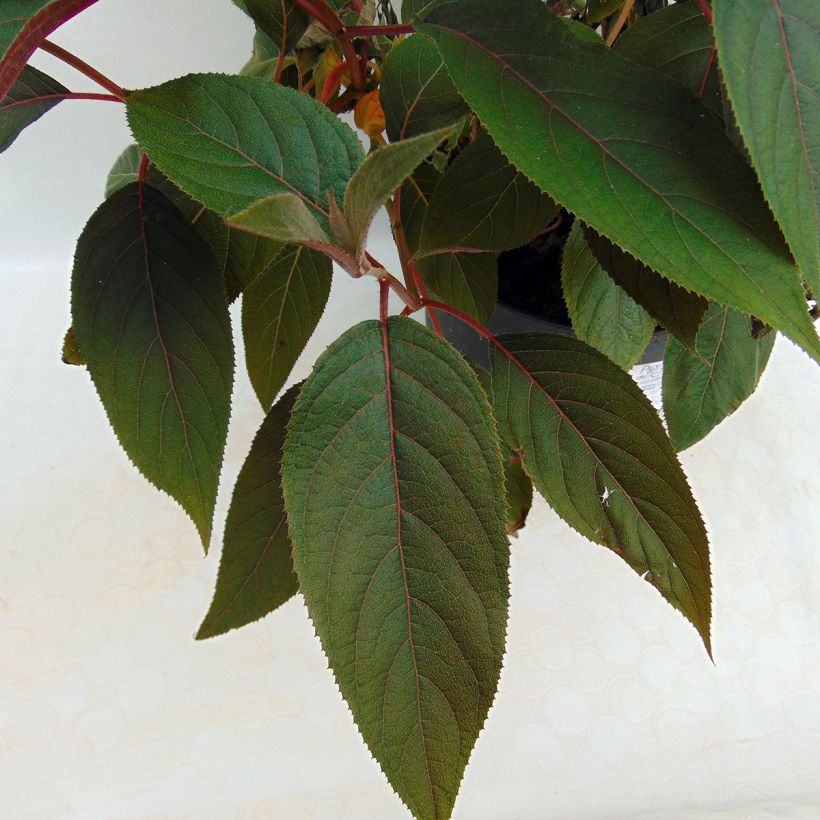 Hydrangea aspera Hot Chocolate - Samthortensie (Laub)