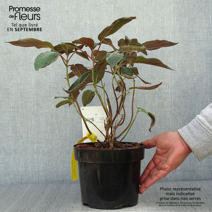 Exemplar von Hydrangea aspera Hot Chocolate - Hortensia brun  Pot de 3L/4L wie im Herbst geliefert