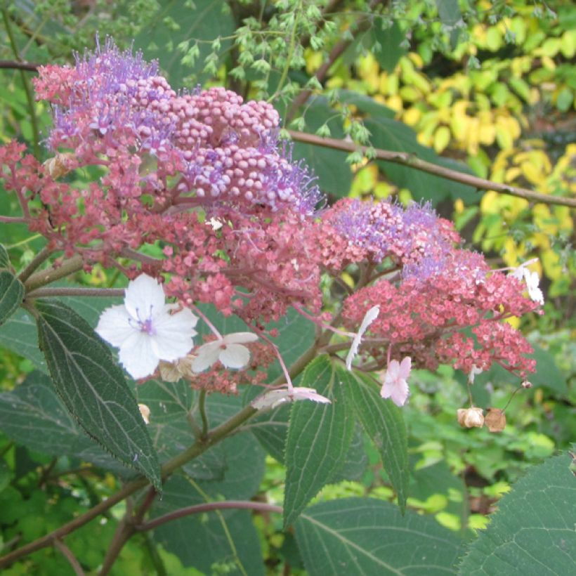 Hydrangea aspera Kawakami - Samthortensie (Blüte)