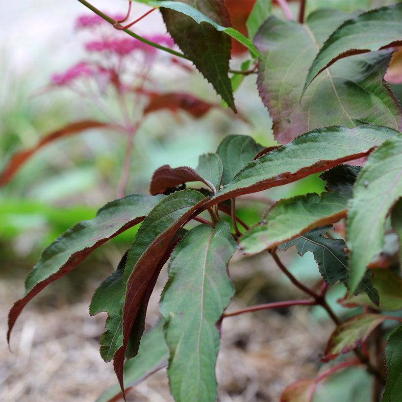 Hydrangea aspera Rosemary Foster - Samthortensie (Laub)