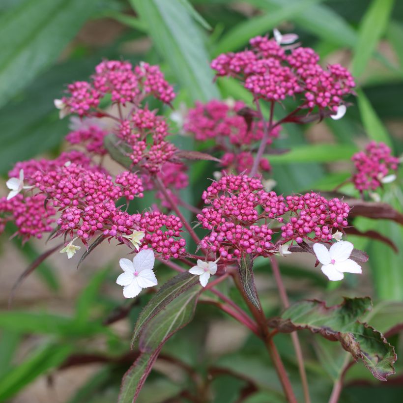 Hydrangea aspera Rosemary Foster - Samthortensie (Blüte)