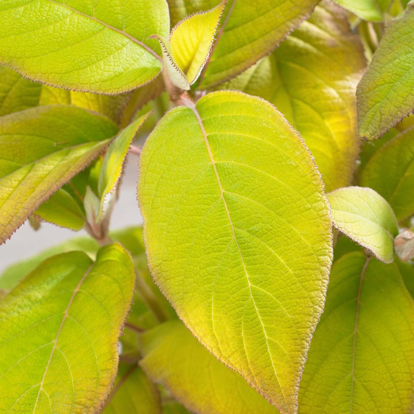 Hydrangea aspera Goldrush - Samthortensie (Laub)