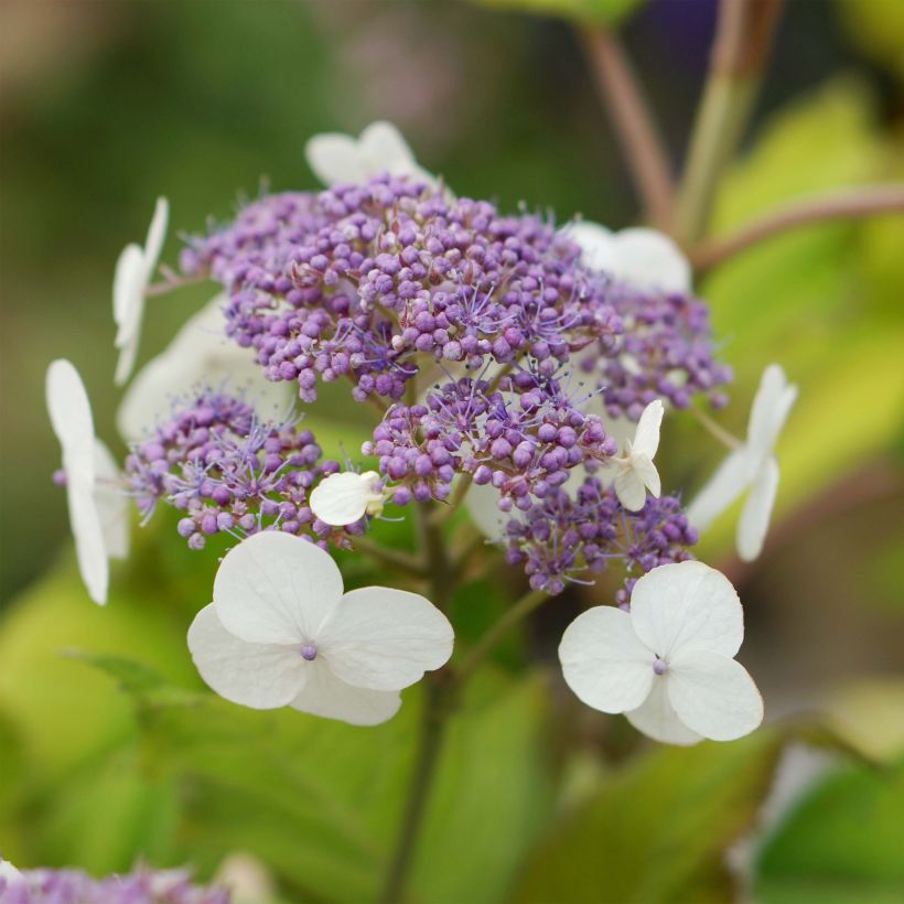 Hydrangea aspera Goldrush - Samthortensie (Blüte)