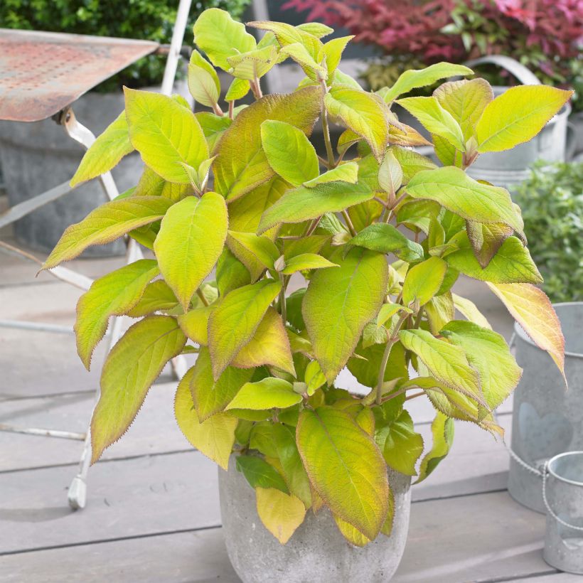 Hydrangea aspera Goldrush - Samthortensie (Hafen)