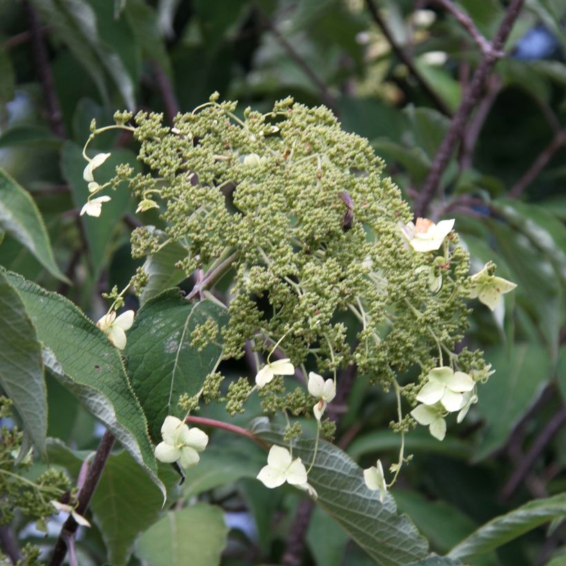 Hydrangea heteromalla Bretschneideri - Chinesische Hortensie (Blüte)