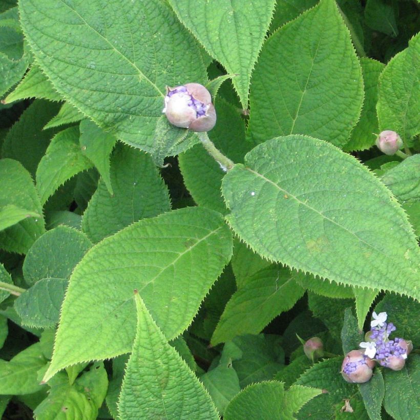 Hydrangea involucrata - Hüllblatt-Hortensie (Laub)