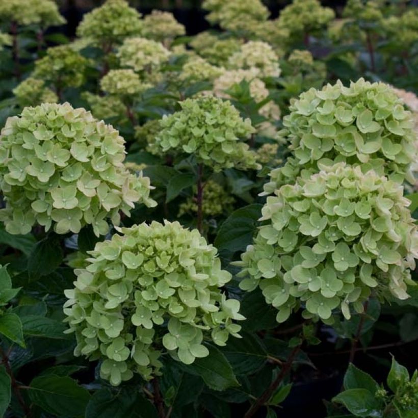 Rispenhortensie Little Lime - Hydrangea paniculata (Blüte)