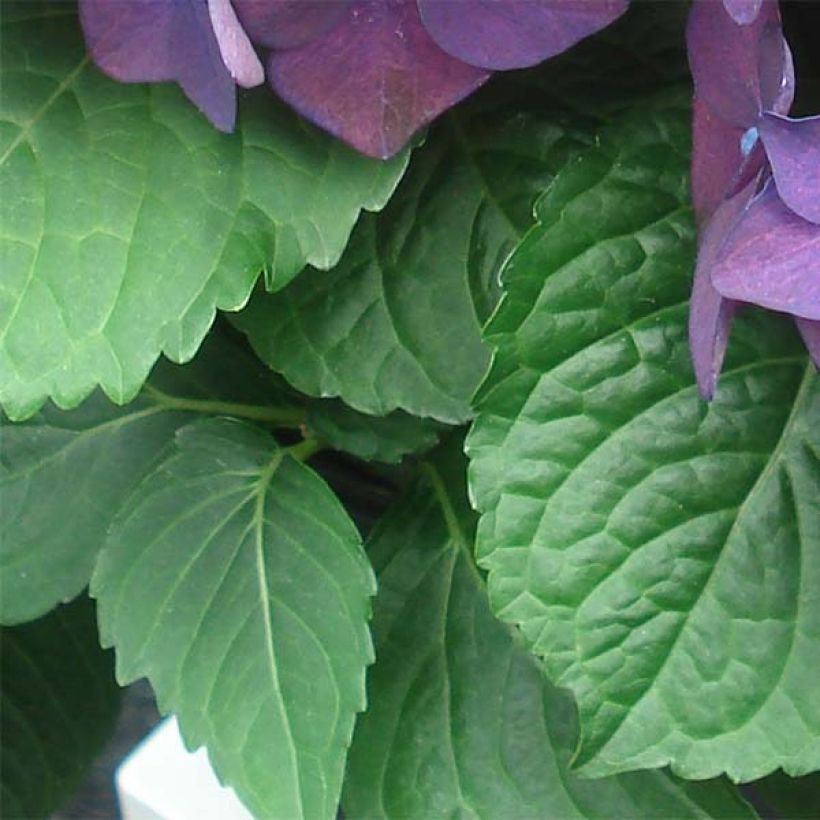 Hydrangea macrophylla Deep Purple Dance - Bauernhortensie (Laub)