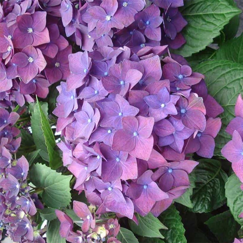 Hydrangea macrophylla Deep Purple Dance - Bauernhortensie (Blüte)