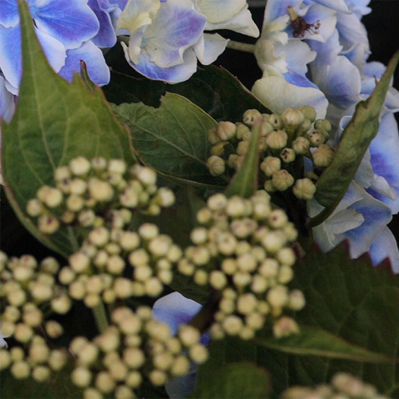 Hydrangea macrophylla Lady Fujiyo - Bauernhortensie (Laub)