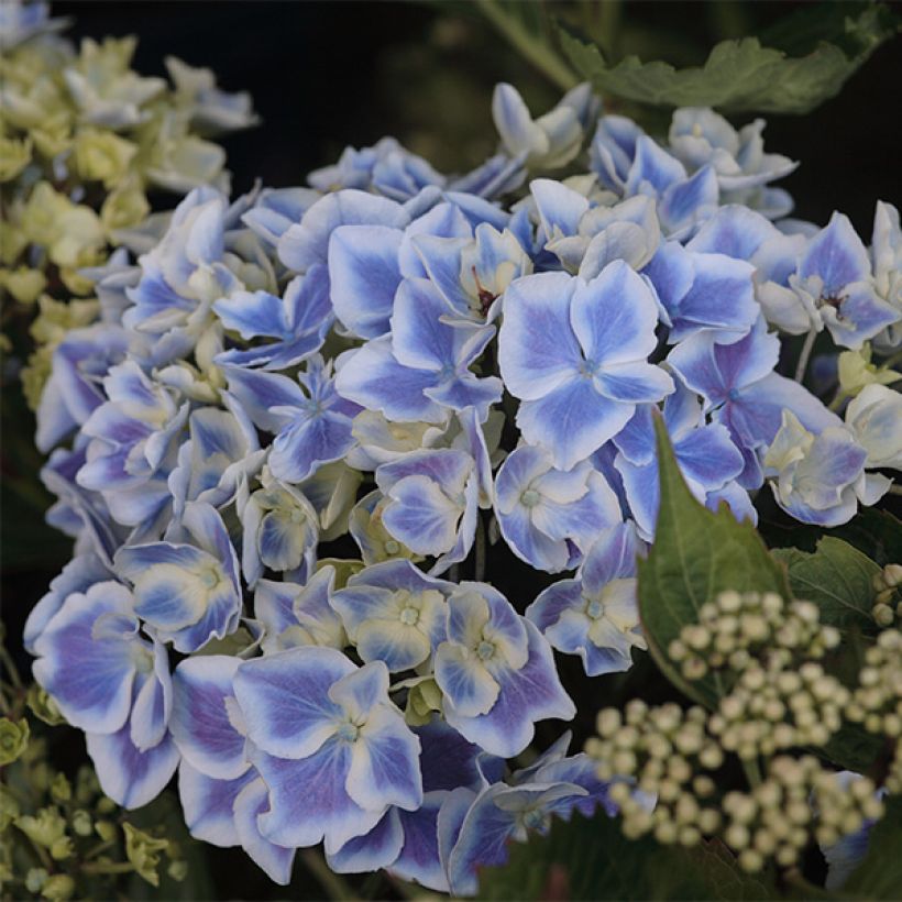 Hydrangea macrophylla Lady Fujiyo - Bauernhortensie (Blüte)