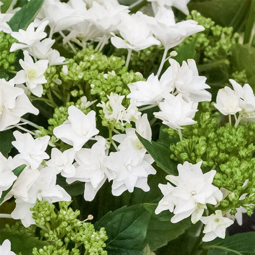 Hydrangea macrophylla Shooting Star - Bauernhortensie (Blüte)