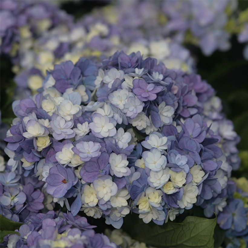 Hydrangea macrophylla Tea Time Together - Bauernhortensie (Blüte)