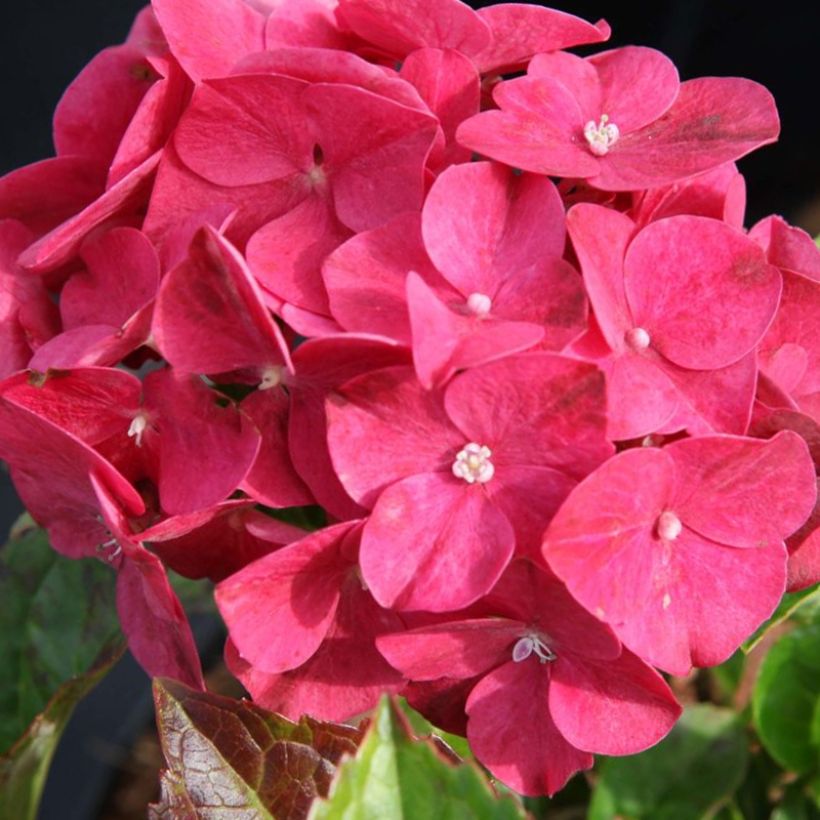 Hydrangea macrophylla Alpenglühen - Bauernhortensie (Blüte)