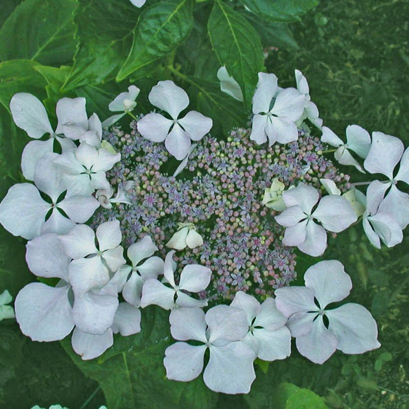 Hydrangea macrophylla Beauté Vendômoise - Bauernhortensie (Blüte)