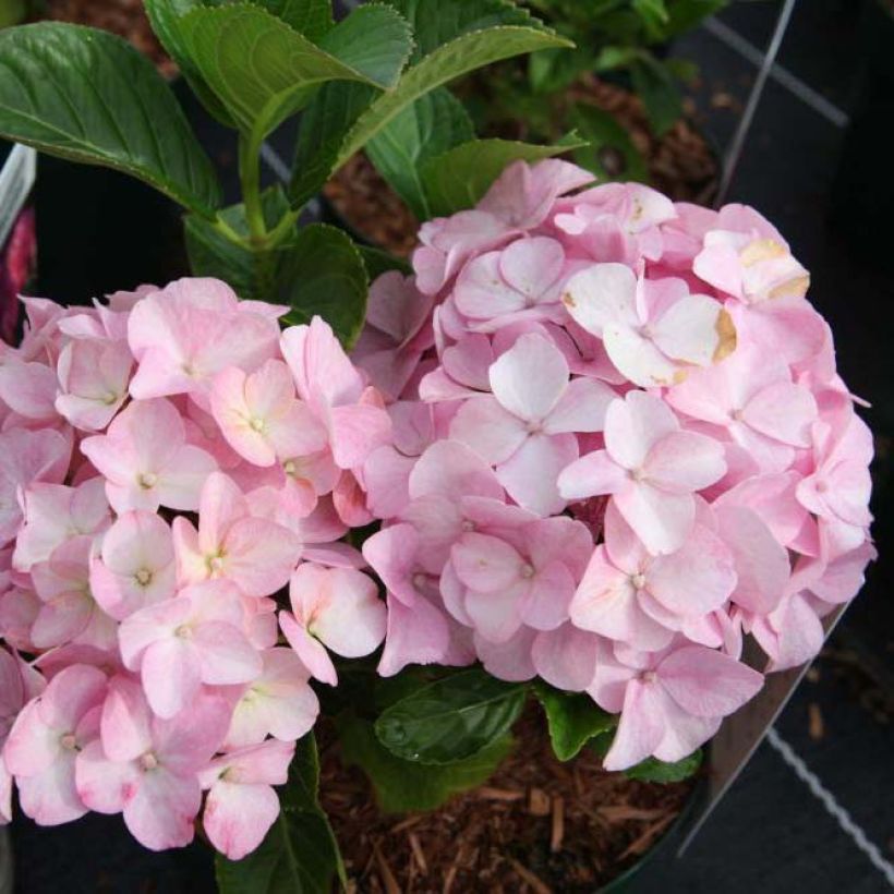 Hydrangea macrophylla Belle Séduction - Bauernhortensie (Blüte)