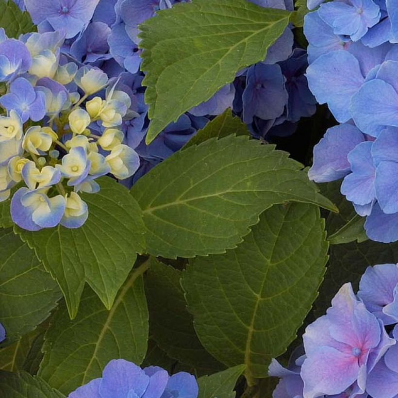 Hydrangea macrophylla Benelux Blue - Bauernhortensie (Laub)