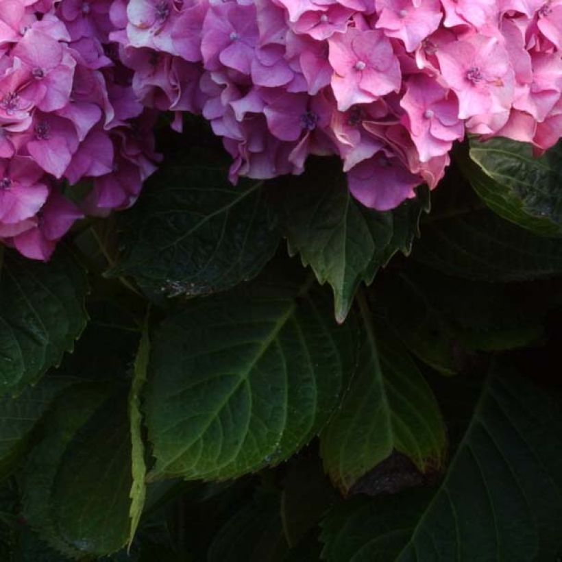 Hydrangea macrophylla Benelux Pink - Bauernhortensie (Laub)