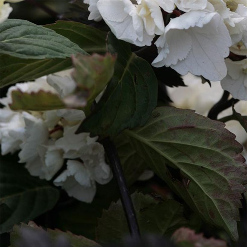 Hydrangea macrophylla Black Steel Zebra - Bauernhortensie (Laub)