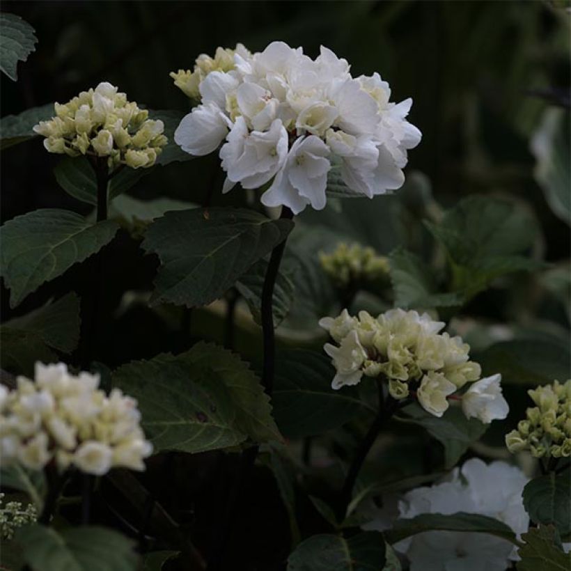 Hydrangea macrophylla Black Steel Zebra - Bauernhortensie (Blüte)