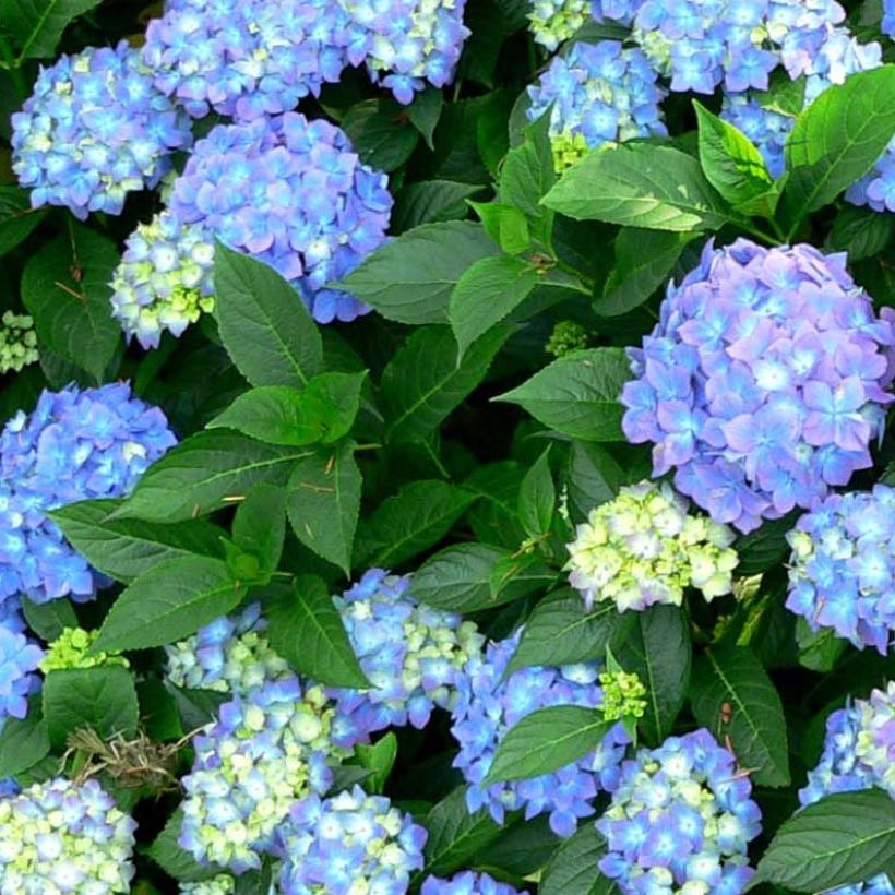 Hydrangea macrophylla Blauer Prinz - Bauernhortensie (Laub)