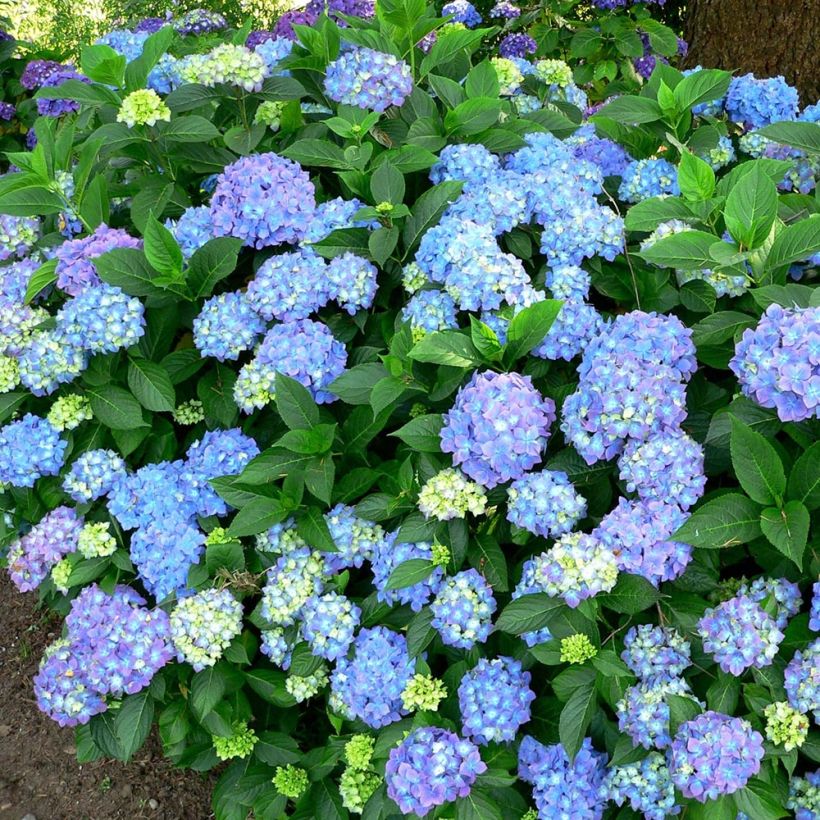 Hydrangea macrophylla Blauer Prinz - Bauernhortensie (Hafen)