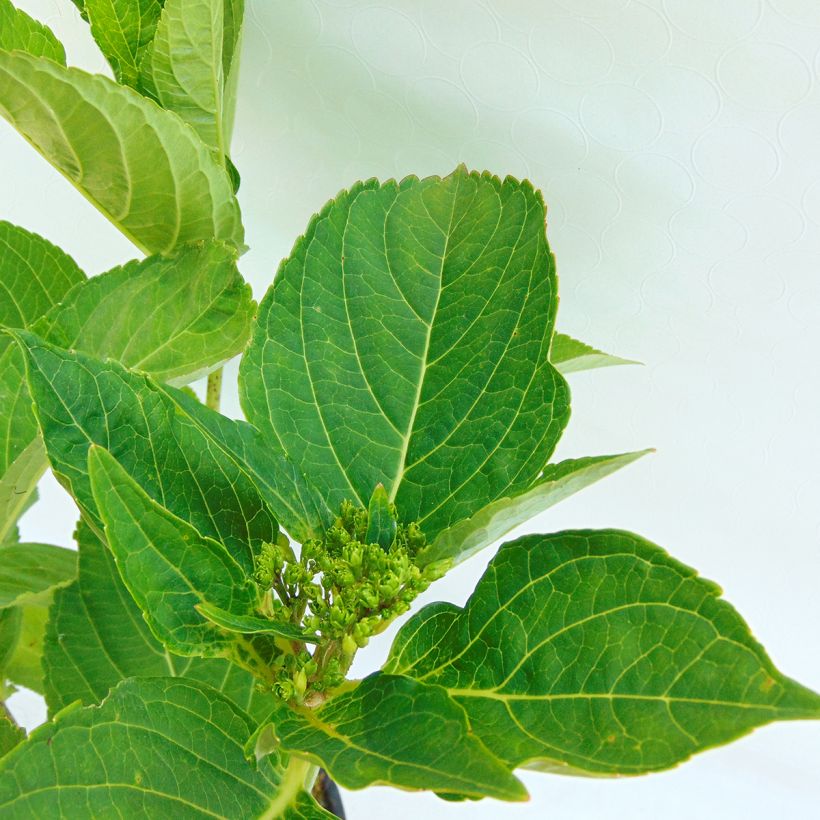 Hydrangea macrophylla Blaumeise - Bauernhortensie (Laub)