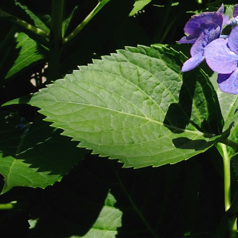 Hydrangea macrophylla Blue Sky - Bauernhortensie (Laub)