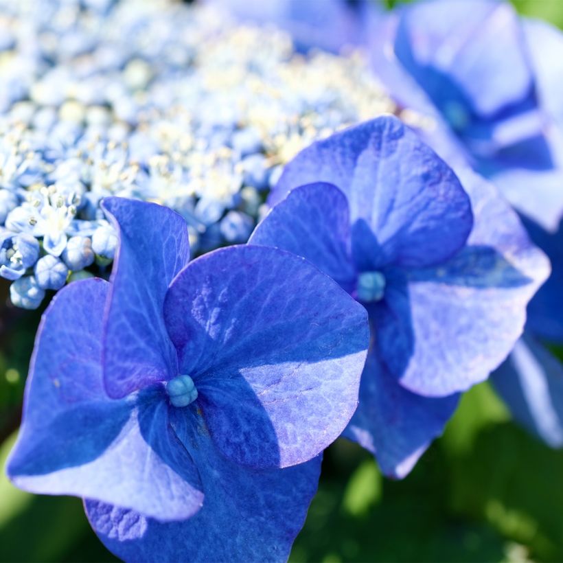 Hydrangea macrophylla Blue Sky - Bauernhortensie (Blüte)