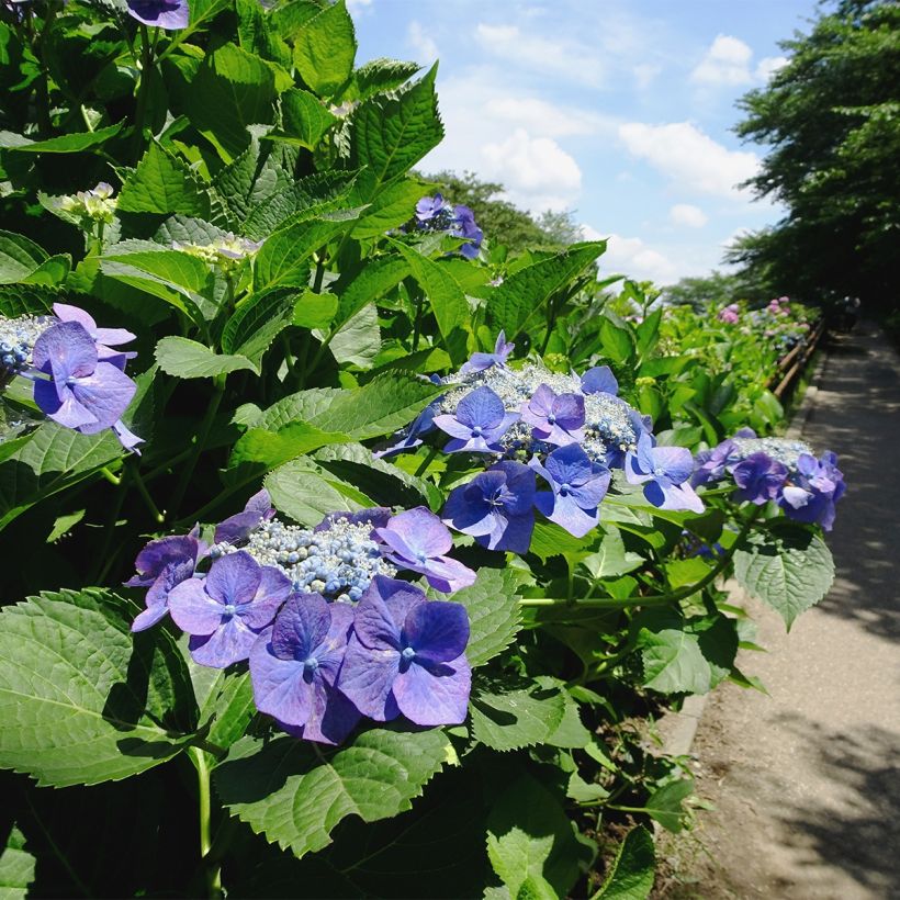 Hydrangea macrophylla Blue Sky - Bauernhortensie (Hafen)