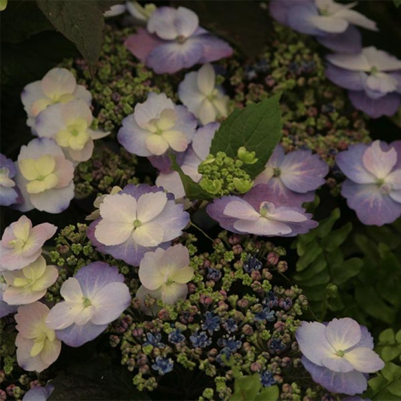 Hydrangea macrophylla Blueberry Cheesecake - Bauernhortensie (Blüte)