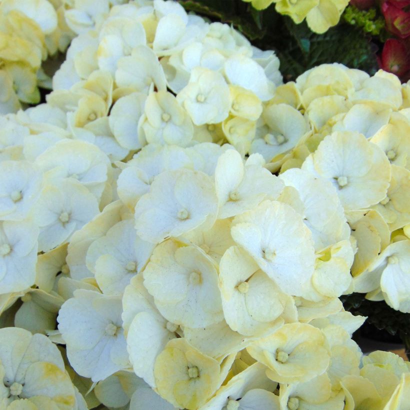 Hydrangea macrophylla Caipirinha - Bauernhortensie (Blüte)