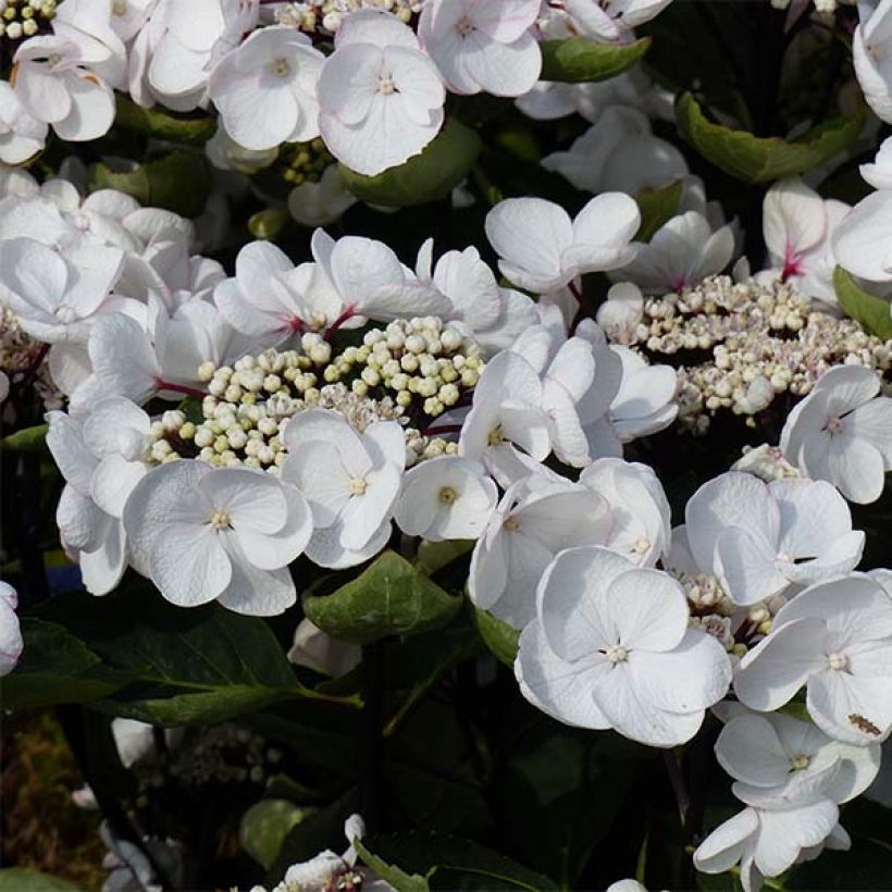 Hydrangea macrophylla Rendez-Vous Choco Chic - Bauernhortensie (Blüte)