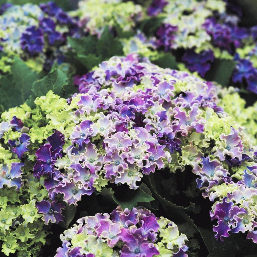 Hydrangea macrophylla Curly Sparkle Blue - Bauernhortensie (Blüte)