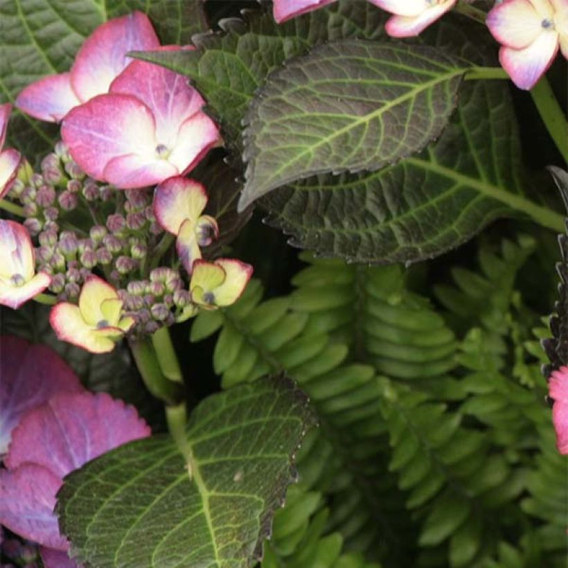 Hydrangea macrophylla Dark Angel Purple - Bauernhortensie (Laub)