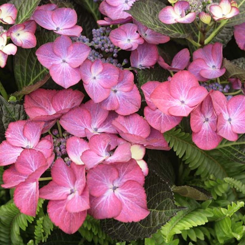 Hydrangea macrophylla Dark Angel Purple - Bauernhortensie (Blüte)