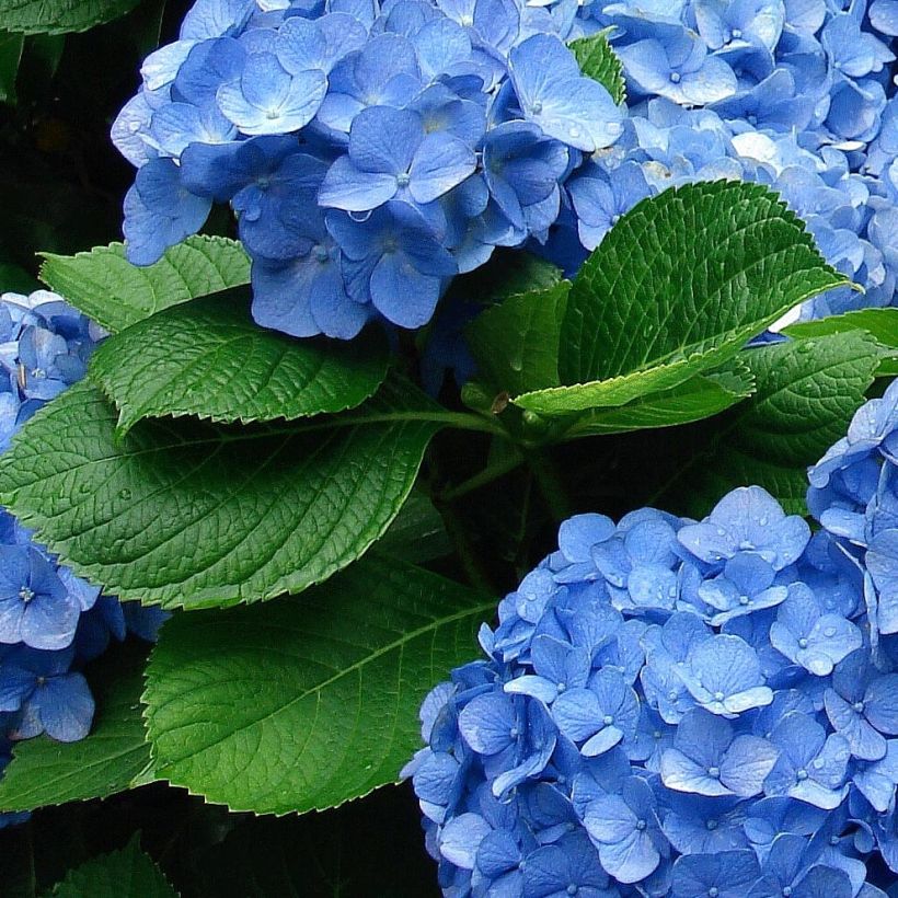 Hydrangea macrophylla Deutschland - Bauernhortensie (Laub)