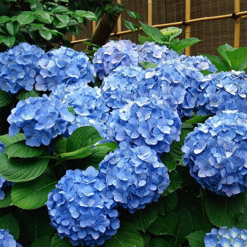 Hydrangea macrophylla Deutschland - Bauernhortensie (Hafen)