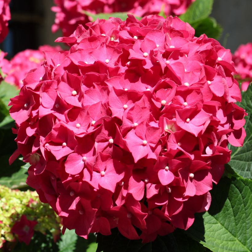 Hydrangea macrophylla Deutschland - Bauernhortensie (Blüte)