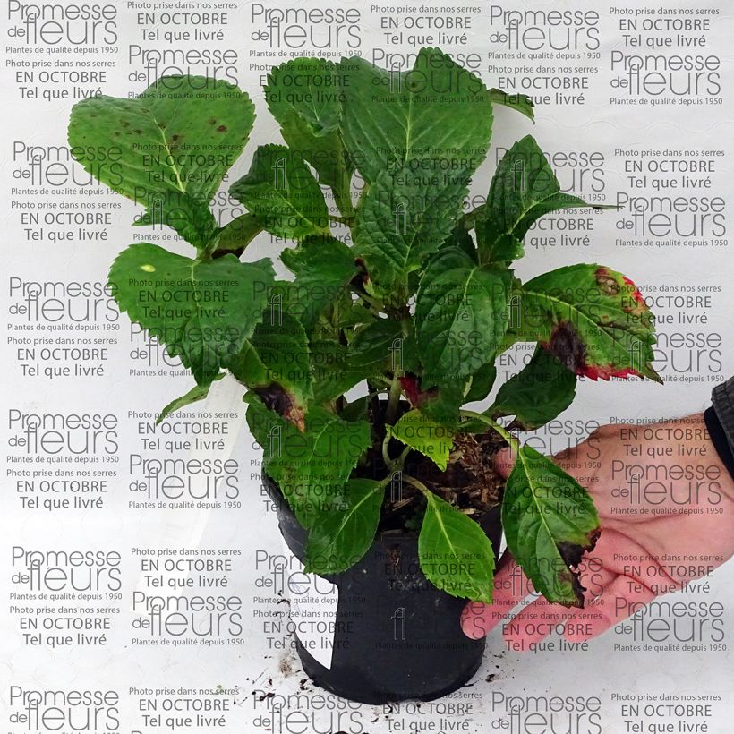 Beispiel eines Exemplars von Hydrangea macrophylla Dolce Fragola - Bauernhortensie Topf mit 4L/5L wie geliefert