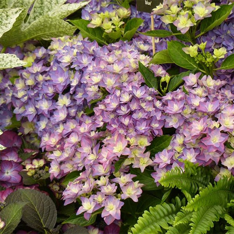 Hydrangea macrophylla Double Dutch Blue - Bauernhortensie (Blüte)