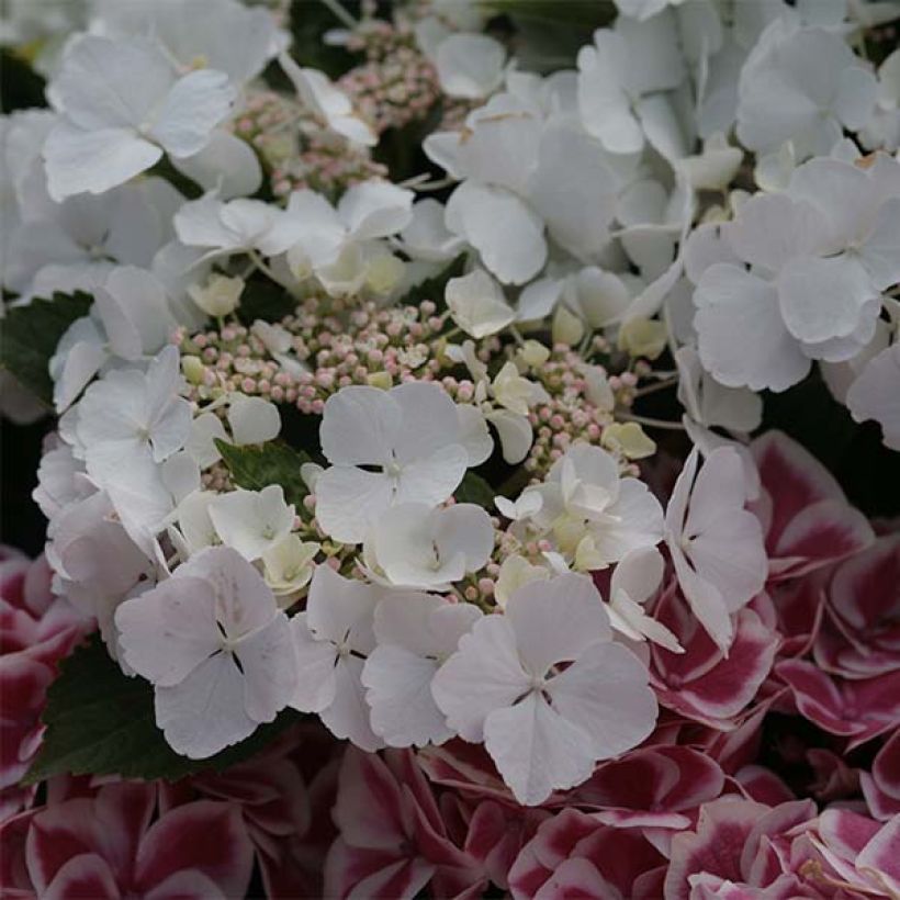 Hydrangea macrophylla Rendez-Vous Elegance - Bauernhortensie (Blüte)