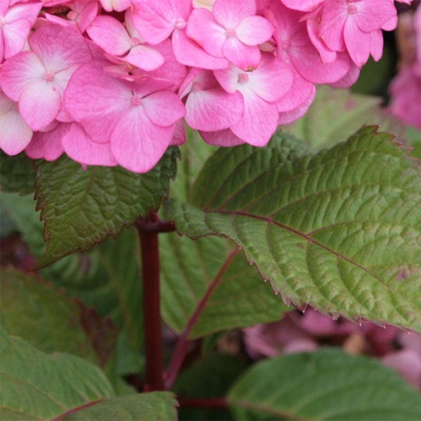 Hydrangea macrophylla Endless Summer Bloomstar - Bauernhortensie (Laub)