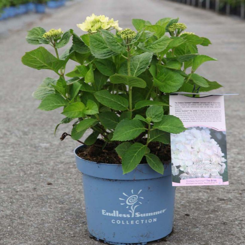 Hydrangea macrophylla Endless Summer The Bride - Bauernhortensie (Hafen)