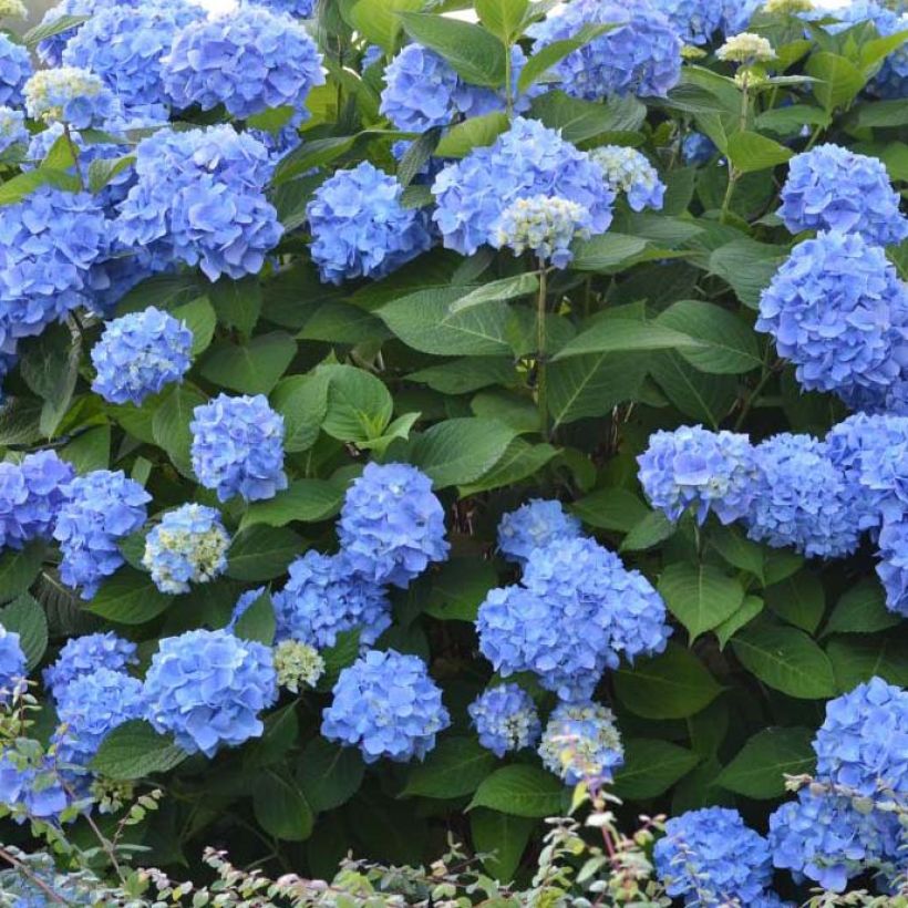 Hydrangea macrophylla Endless Summer The Original Blue - Bauernhortensie (Blüte)