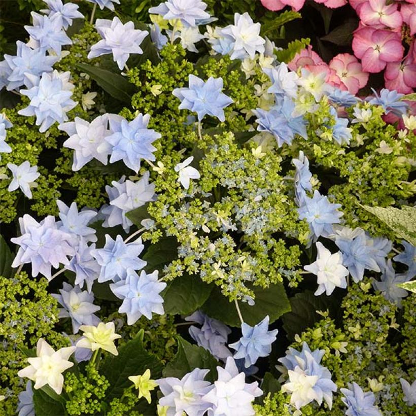 Hydrangea macrophylla Fireworks Blue - Bauernhortensie (Blüte)