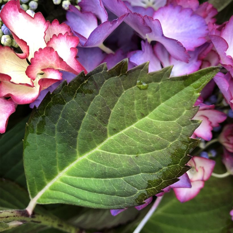 Hydrangea macrophylla Rendez-Vous French Cancan - Bauernhortensie (Laub)