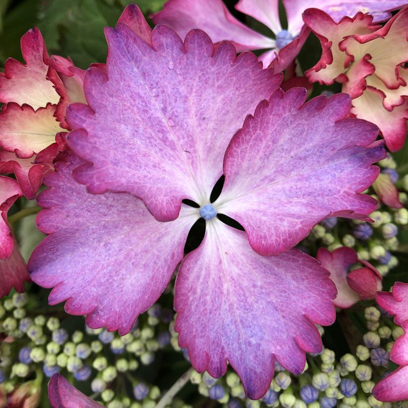 Hydrangea macrophylla Rendez-Vous French Cancan - Bauernhortensie (Blüte)