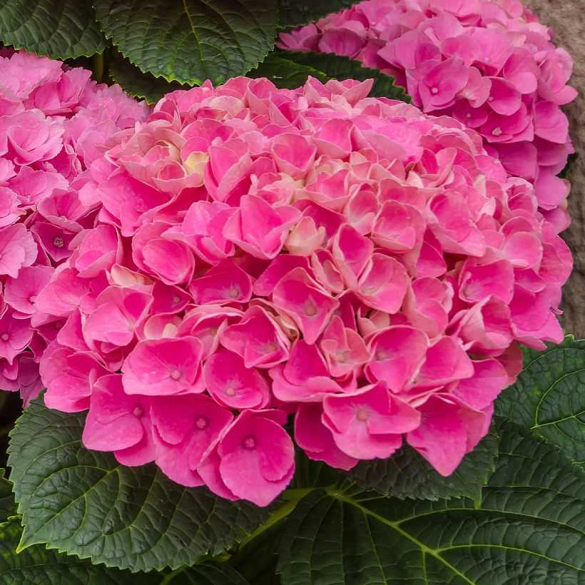 Hydrangea Freudenstein - Bauernhortensie (Blüte)