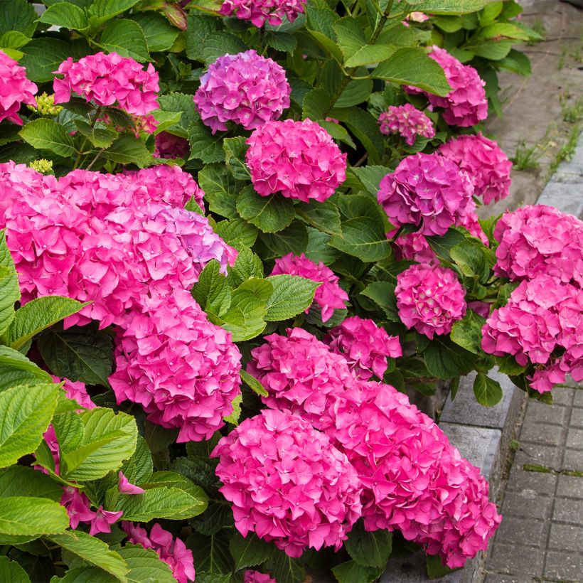 Hydrangea Freudenstein - Bauernhortensie (Hafen)